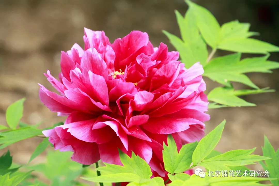 培训 | 全国非物质文化遗产传统插花高级研修班（第二期）